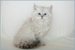 Female Siberian Kitten from Deedlebug Siberians